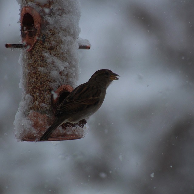 Winter takes over social media