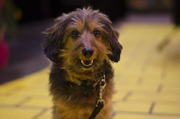 Skipper playing Toto on the set of West High's Wizard of Oz.