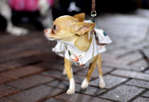 Three-pound chihuahua Bindi Sue participates in Fashion to the Rescue for her second year in a row.