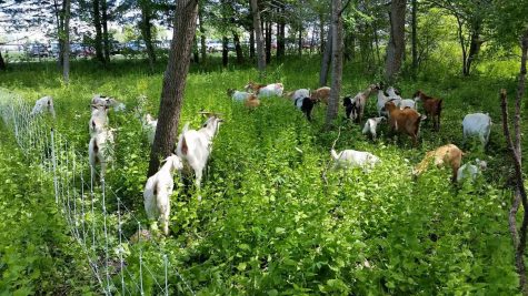 The goats wander through the brush at Penn Elementary.