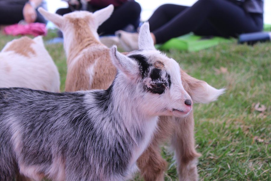 Goats roam around as people do yoga on Sunday, April 22. 