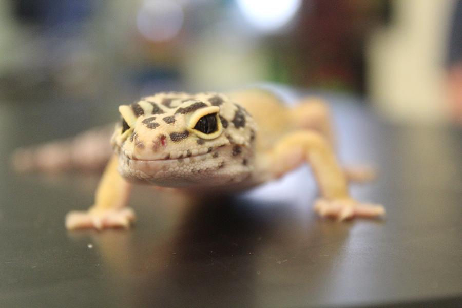 Kai Kai the leopard gecko lounges on a table in Ms. Eustice's classroom. Ms. Eustice acquired Kai Kai and her friends, Saba and Lydian, just this past trimester.