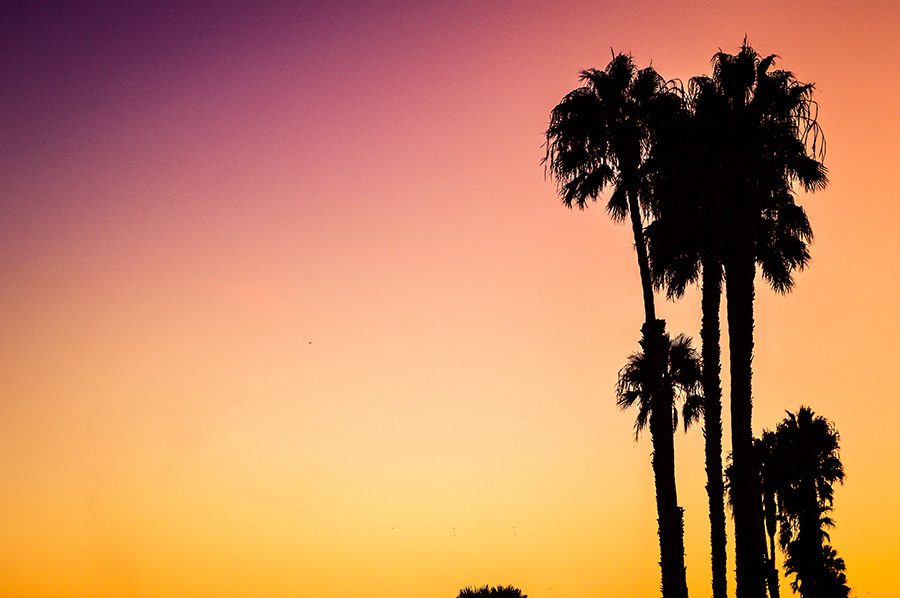 A silhouette of palm trees on Venice Beach, against a vibrant pink and orange sunset sky. Photo used with permission from Unsplash.com.