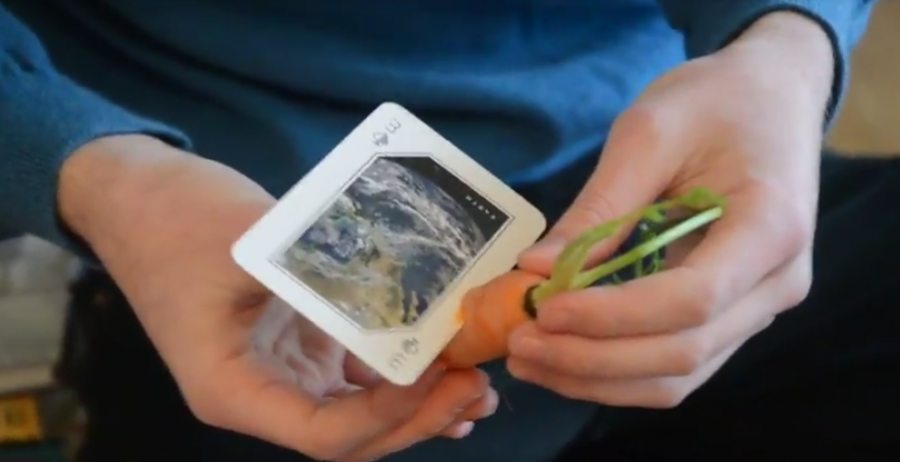 Magnus Wilson 20 examines a card stuck halfway through a carrot. 