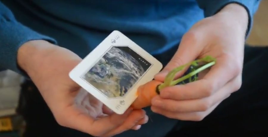 Magnus Wilson '20 examines a card stuck halfway through a carrot. 