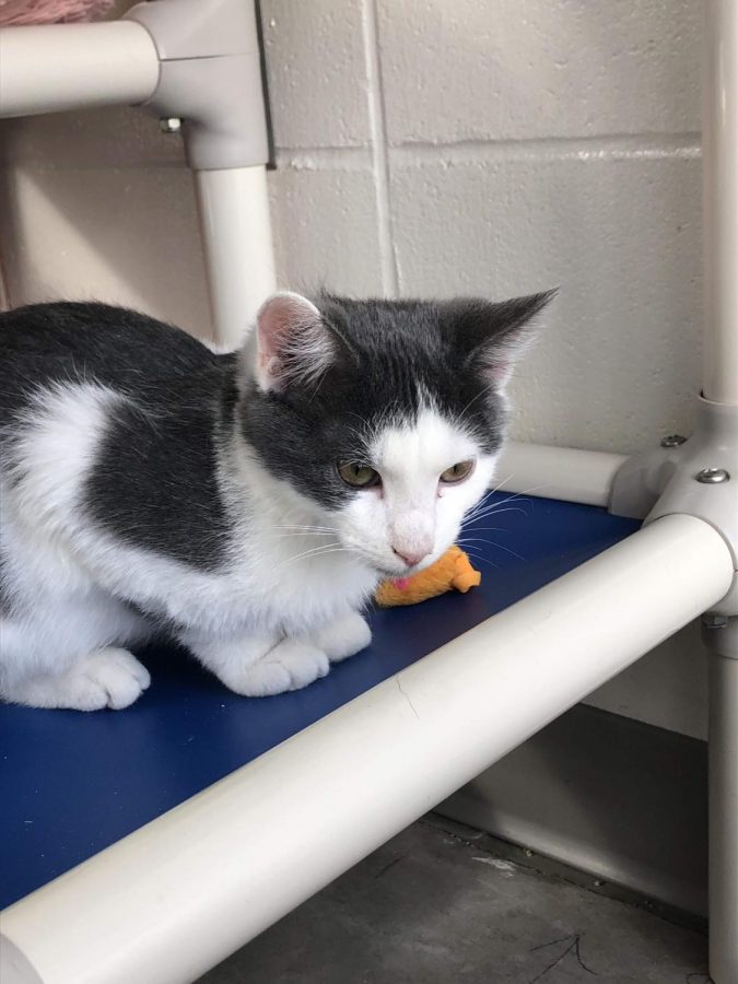 Basil, another young kitten at the shelter, gets ready to pounce on a toy laying nearby.