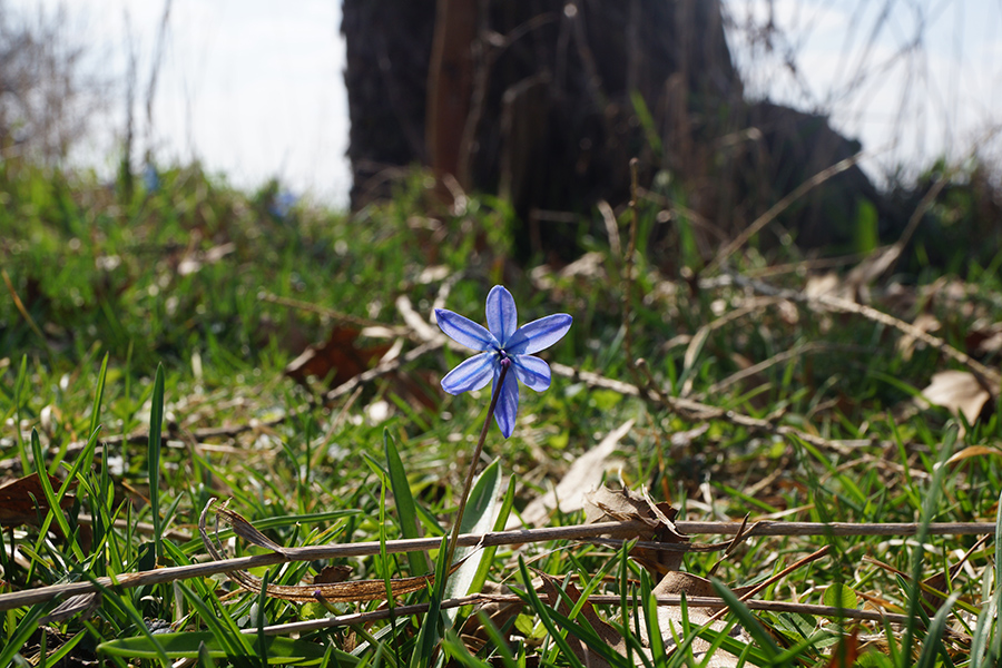 This is some Siberian Squill that I took in our front yard.