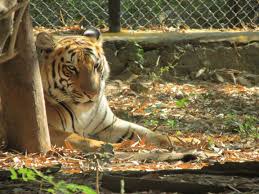 Photo of a tiger from the popular Netflix series, Tiger King. 