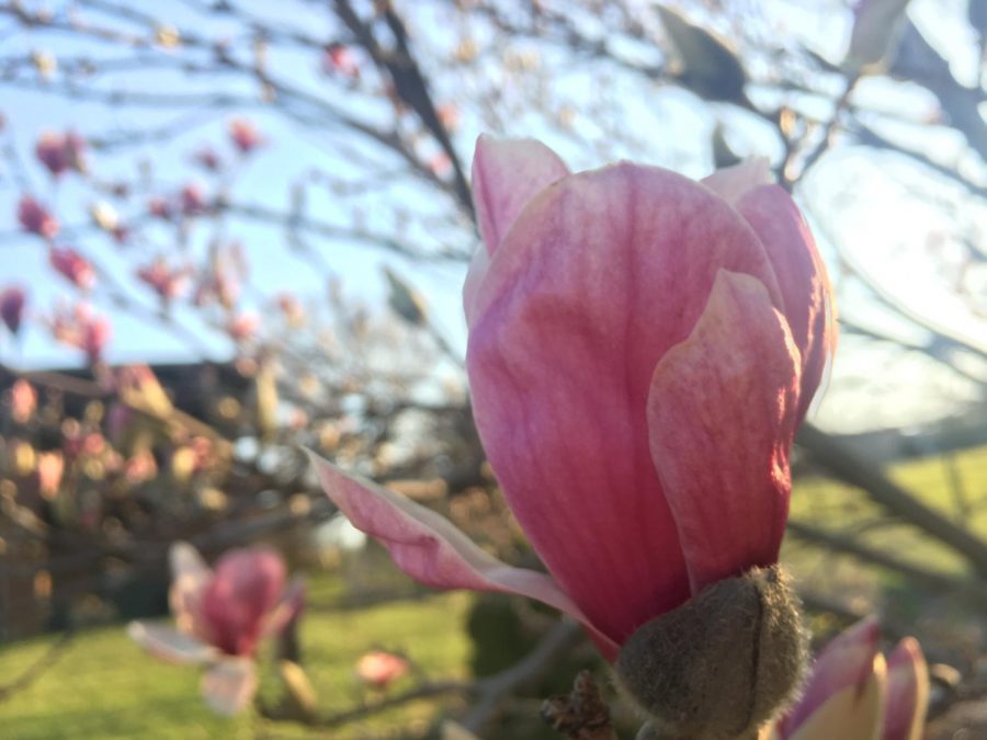 On April 8, a flower on the magnolia tree in my neighbors backyard has begun to bloom. This photo represents spring because many forms or life, not just flowers, are blooming, or starting in spring.