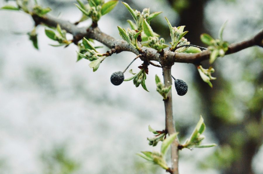 I've always wondered what these trees were and if the bulbs on them were edible. 