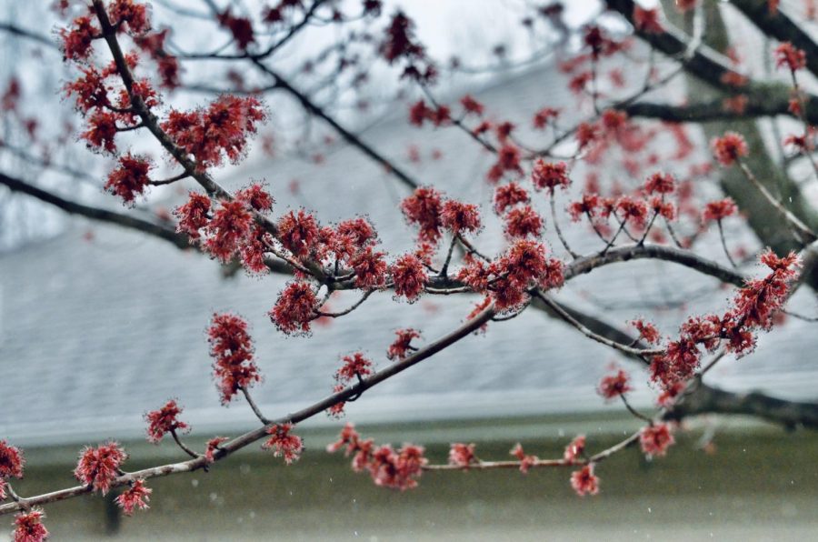 The tree in the yard next to mine was the first I saw to bloom, sprouting little red flowers in early April. 