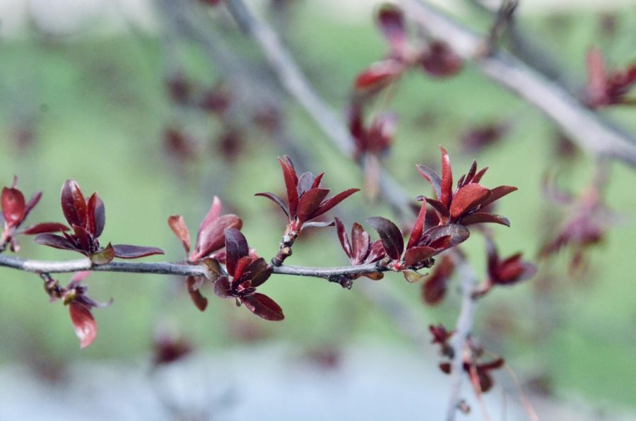 Flowers bloom in early spring.