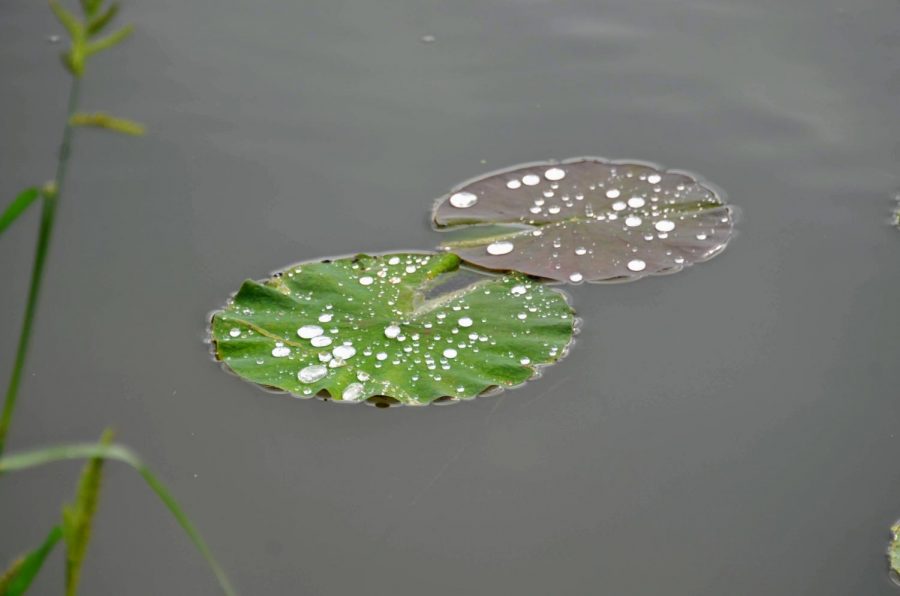 After a rain shower earlier that morning, I seemed to find some lily pads in my neighbors pond. 