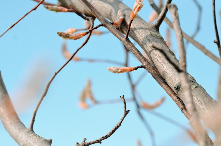 Flowers were beginning to bloom earlier this spring, the trees wanted to blossom even during the snowy March and April months.