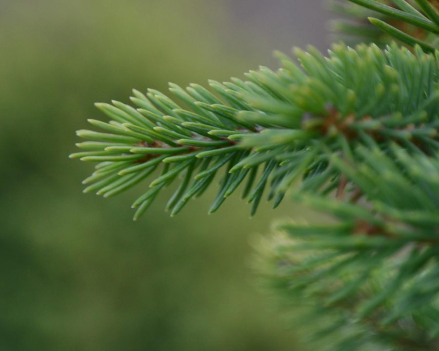This is a picture of one of the many evergreen trees growing around my house. My aperture was low, and I used selective focus.