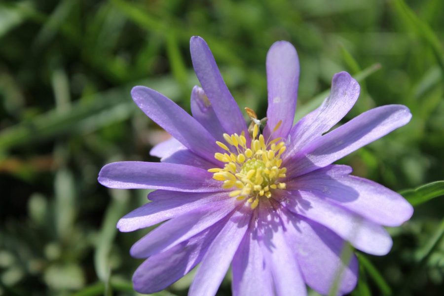 In West Liberty, Iowa, small aster flowers bloom among the grass in a friend’s lawn. A lone flower grows secluded from a giant patch of its white and purple family.