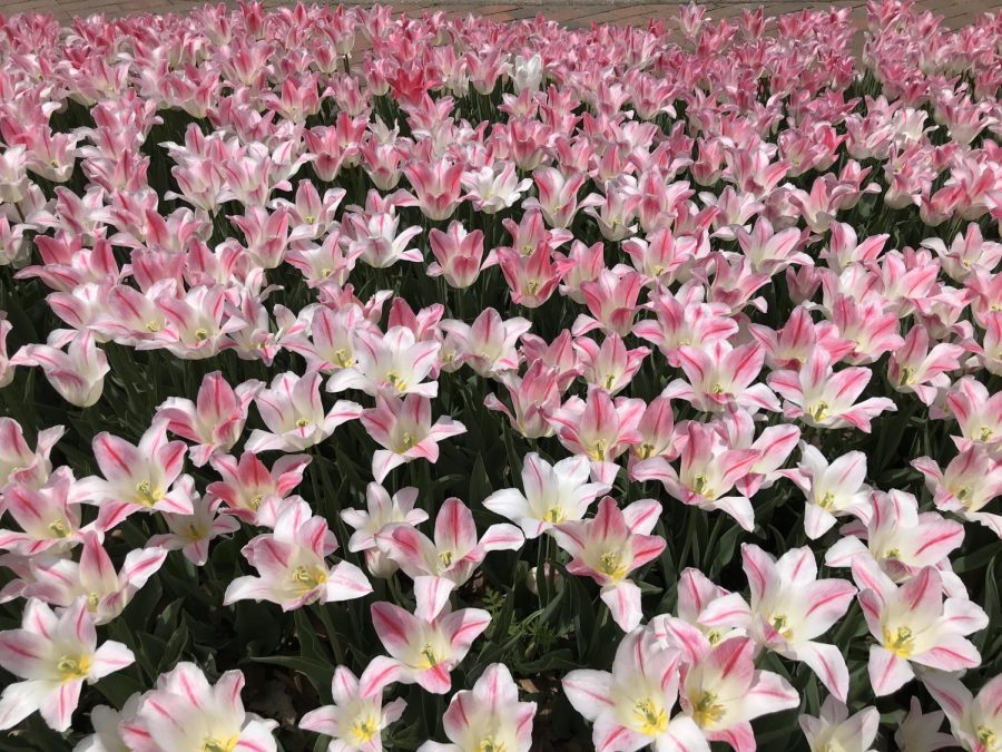 Pink tulips in bloom in Pella, Iowa.