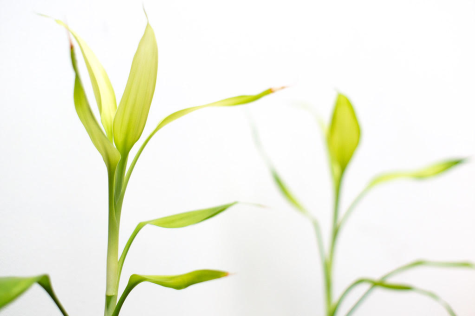 The Effect of Plant Based Diets