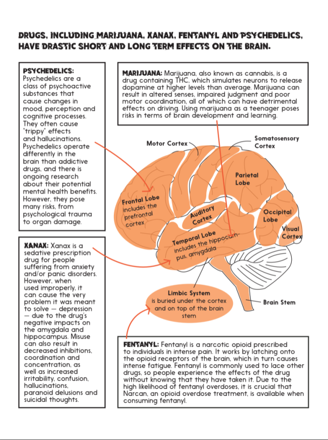 Brain infographic