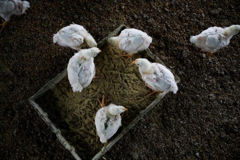 Chickens gather around their feed in a poultry farm.