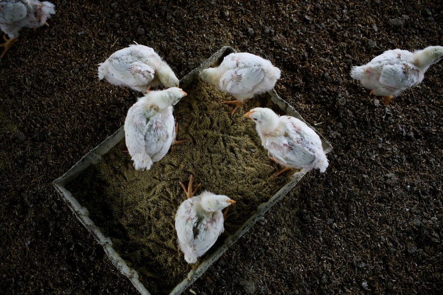 Chickens+gather+around+their+feed+in+a+poultry+farm.