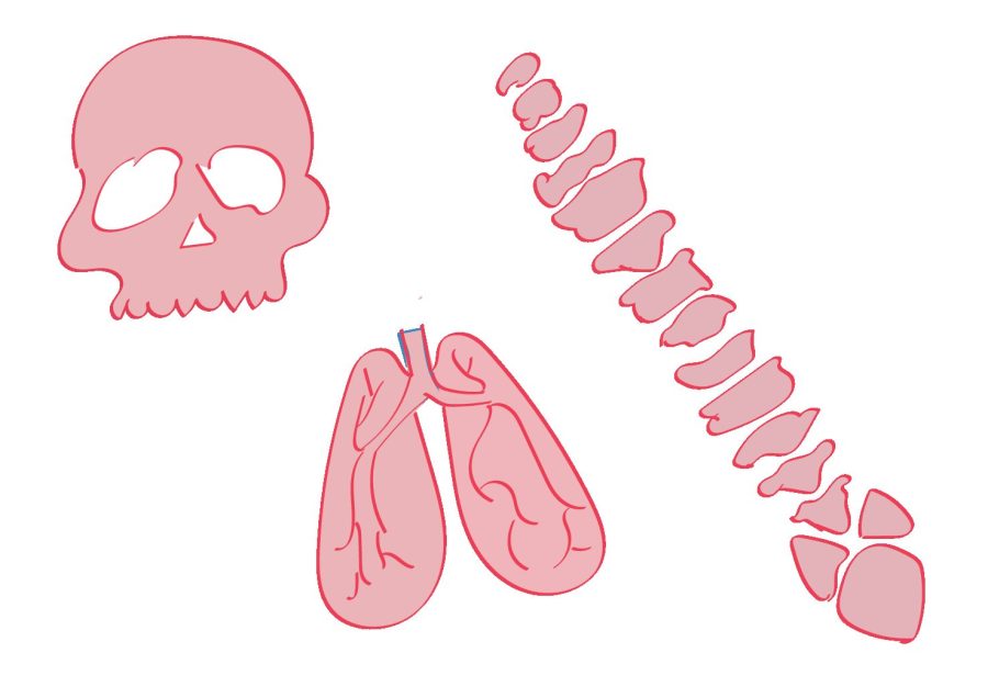 Nicholas+Bushkofsky+is+piloting+two+periods+of+Human+Anatomy+at+West.+