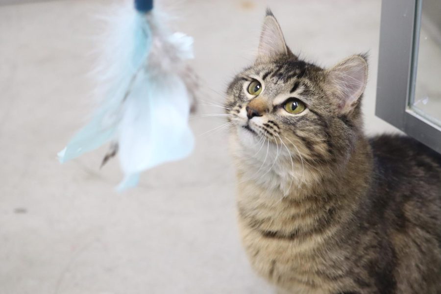 A cat named Knotch plays with a feather toy