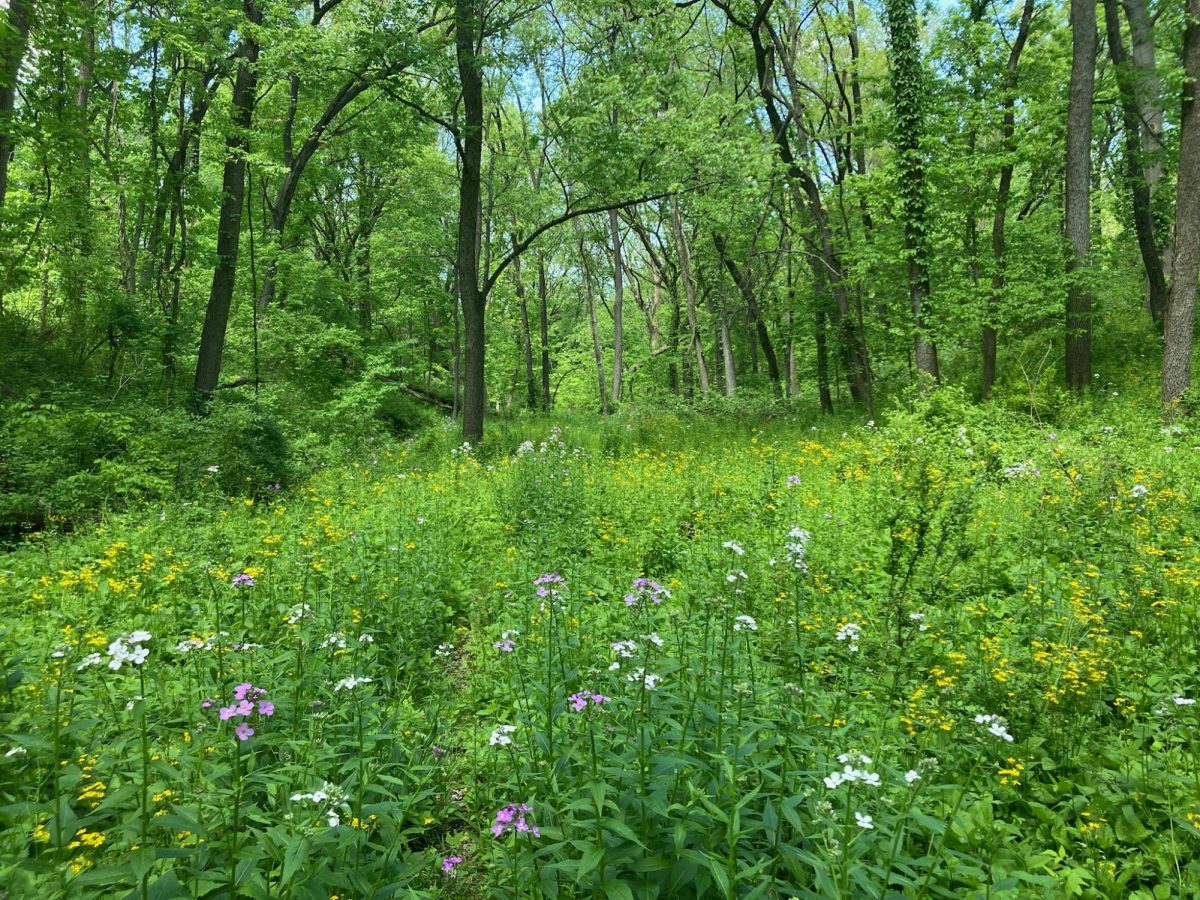 A field of flowers surrounded by trees in the Shimek Ravine preserve.