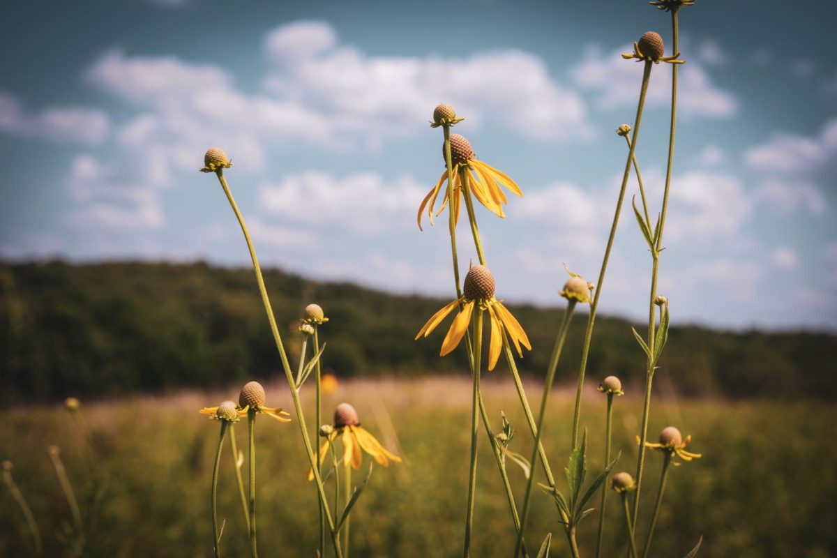 Prairie at Turkey Creek Nature Preserve