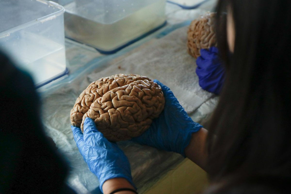 Gianna Liu '25 handles a human brain during the University of Iowa's Neuroscience Lab's visit to West High. 