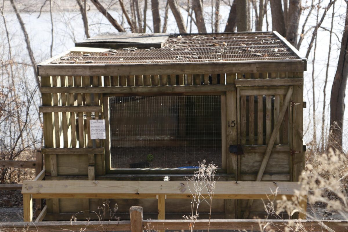 A raptor mew in the Iowa Raptor Center.