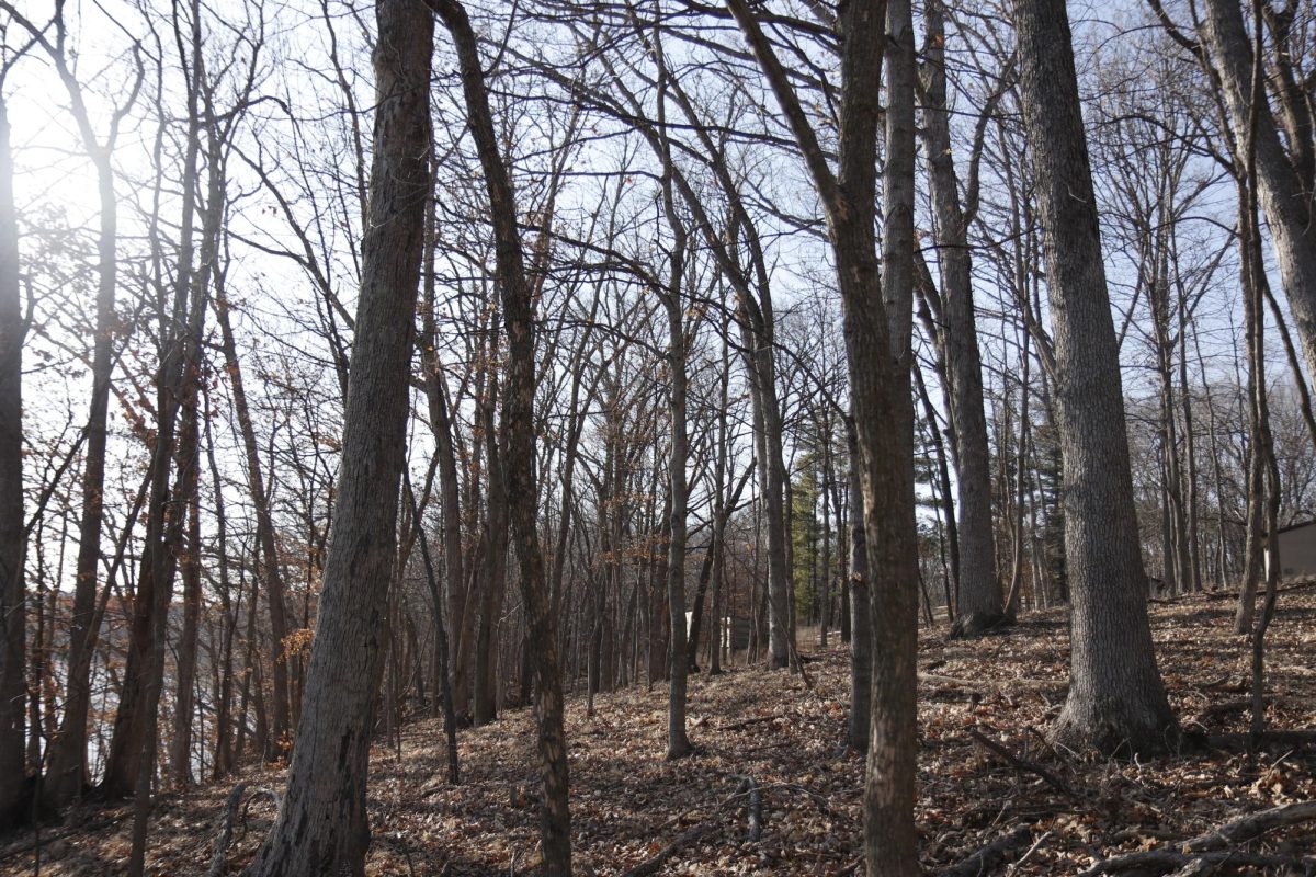 The forested land near Lake MacBride.