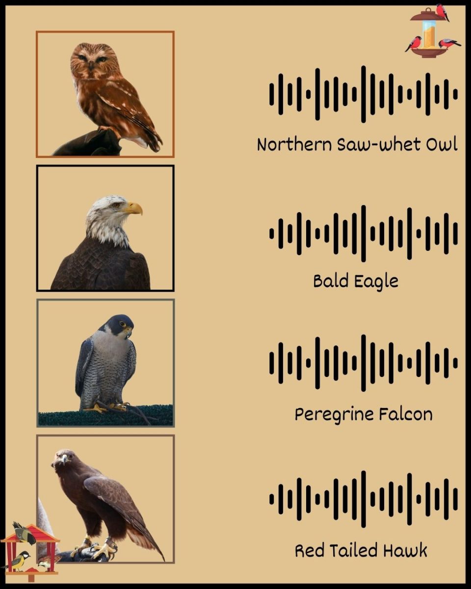 Click on the dots to be taken to a website full of audio recordings specific to its relative raptor.