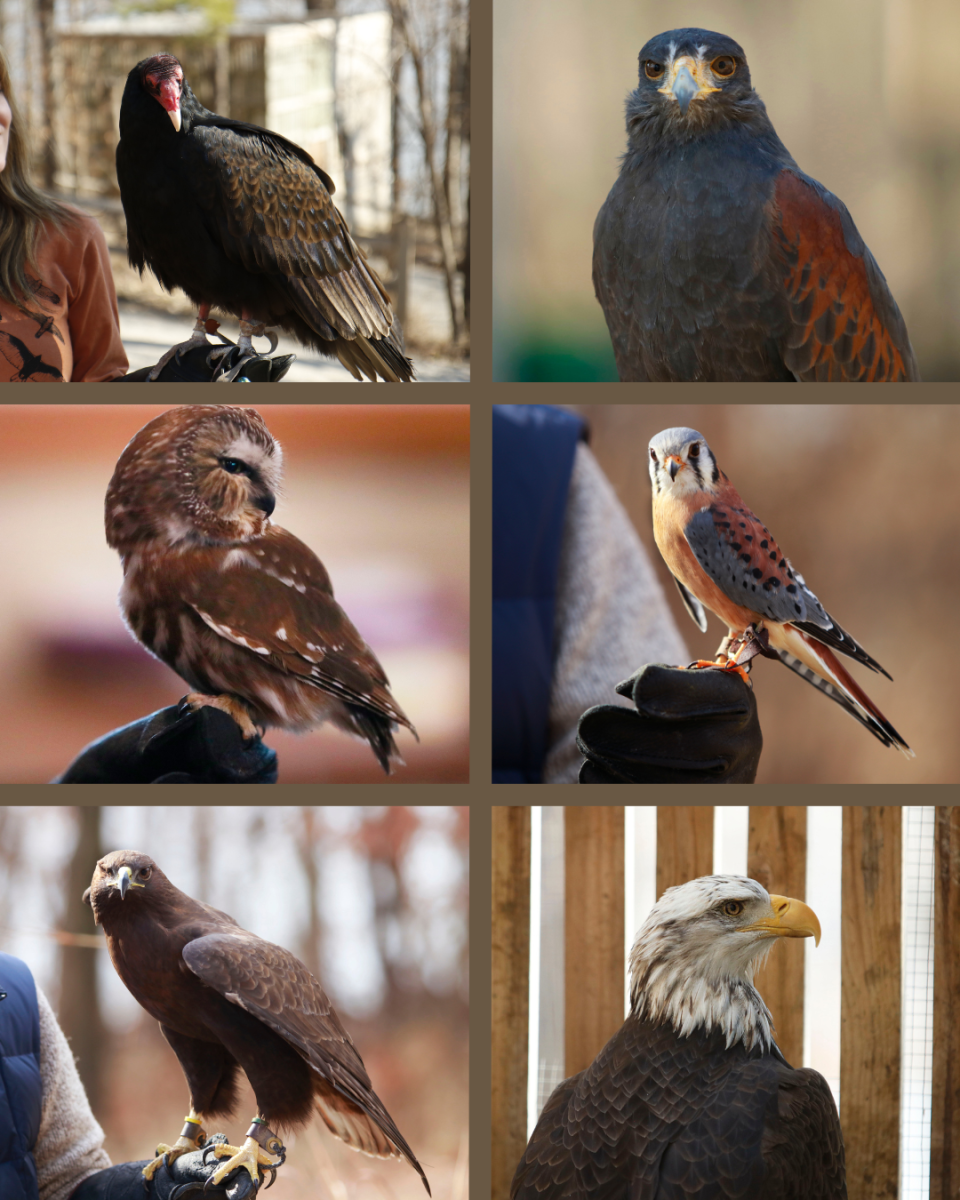 Meet a few of the birds currently at the Iowa Raptor Center. 