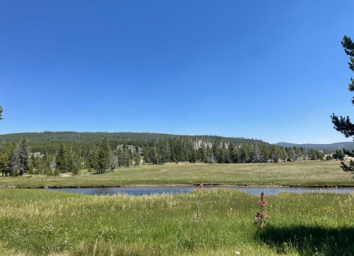 Sprawling grass and trees at Grand Teton National Park.