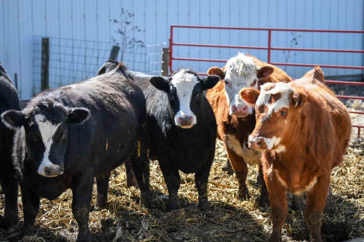 Jessica Mehegan and Scott Klemp's cattle herd graze on hay outside of a barn March 8. 