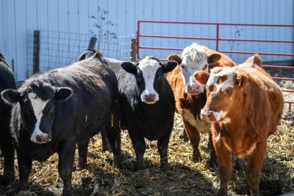 Jessica Mehegan and Scott Klemp's cattle herd graze on hay outside of a barn March 8. 