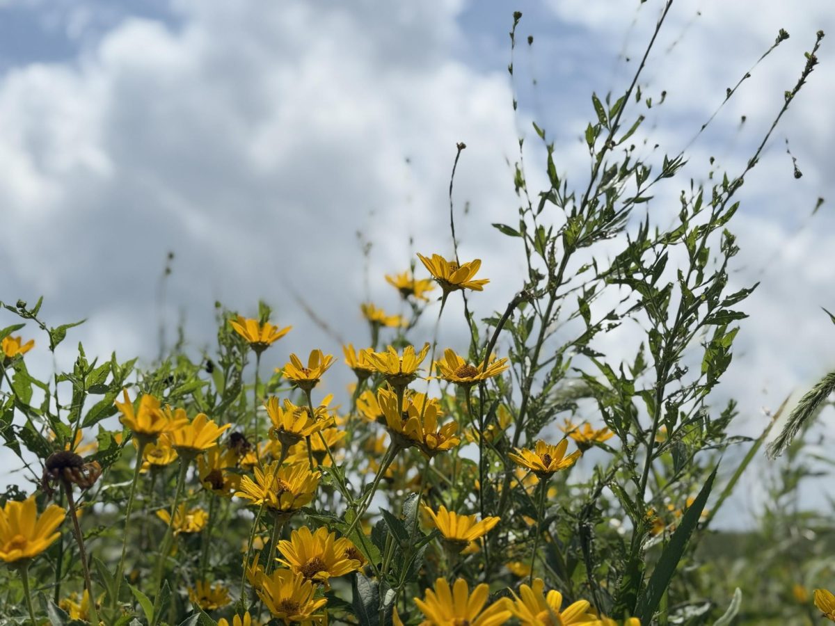 Iowa City grassroots organizations strive to protect the environment and promote biodiversity. 