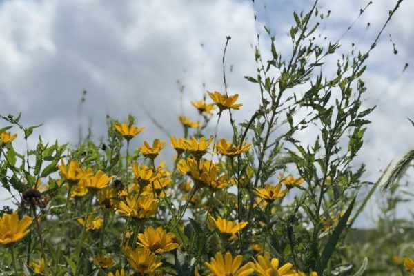 Iowa City grassroots organizations strive to protect the environment and promote biodiversity. 
