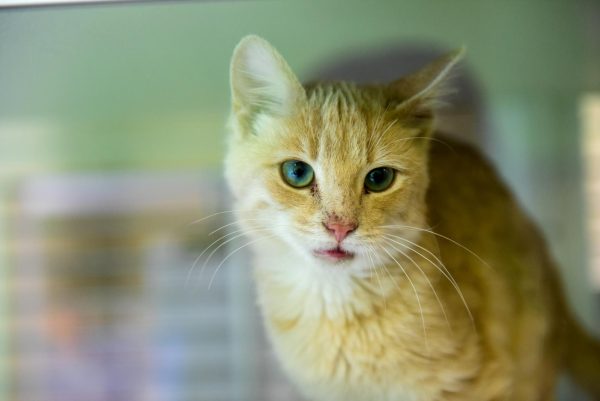 Residing in their pen at the Iowa City Animal Care and Adoption Center, this kitten stares off into the distance as visitors pass by March 14. 